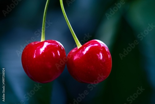 Red Cherries Hanging From a Green Branch in a Garden Setting During Daylight ...