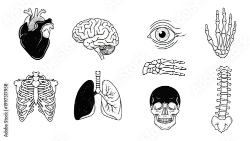 Human anatomy illustration collection on black background