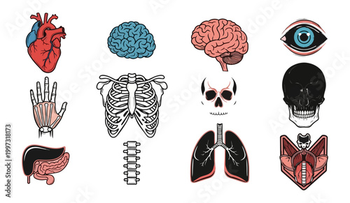 Human anatomy illustrations medical concepts isolated on black background