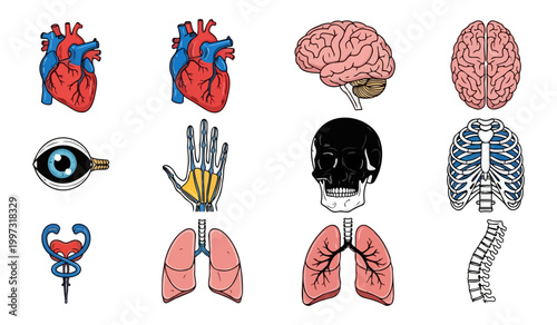 Human anatomy illustrations medical study graphics black background