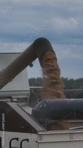 A striking moment of grain unloading through a combine auger against a cloudy sky. The dense stream of grain symbolizes the result of hard work and a successful harvest season. 