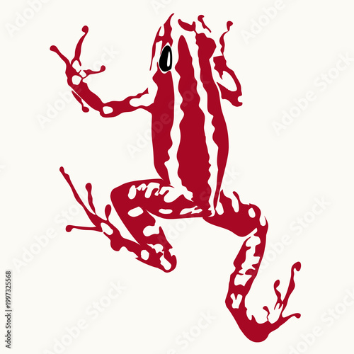 a red and white poisonous forest frog with a white background.reptile animal beautiful skin texture on white background
