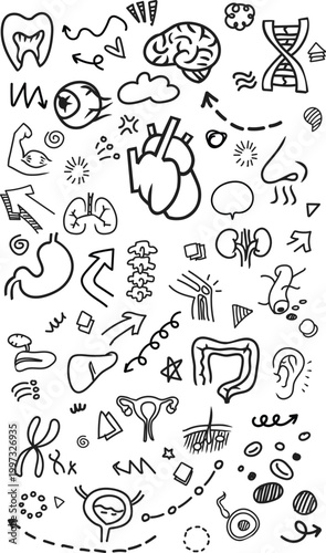Human Organs Medical Anatomy Hand Drawn Doodle Vector Vertical