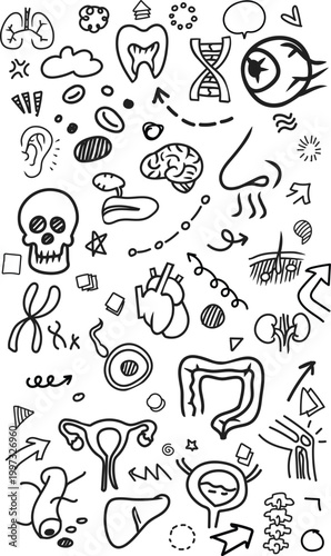 Medical Anatomy Human Body Organs Doodle Vertical Vector Background