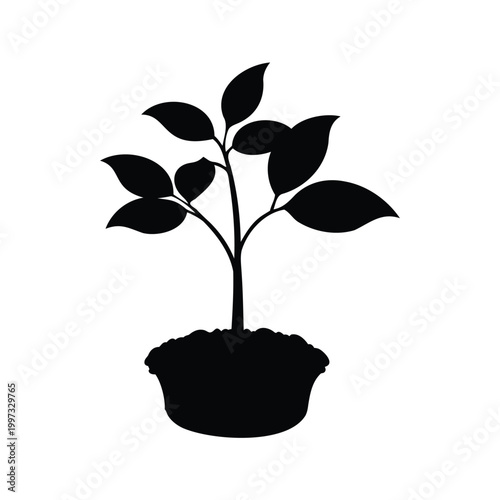 Silhouette of young ash tree seedling in black and white vector illustration design, ash tree seedling silhouette vector illustration