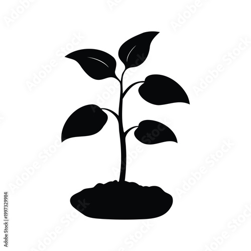 Black and white bean seedling sprouting leaves minimalist silhouette vector illustration design, bean seedling silhouette vector illustration