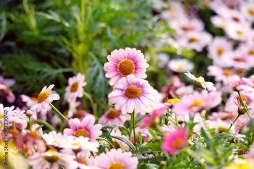Canvas Print Marguerite Daisy Flower Close-Up