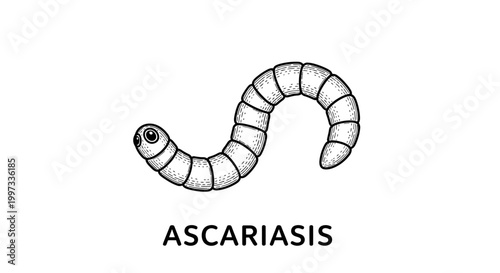 Ascariasis illustration, a parasitic roundworm, isolated on white with copy space