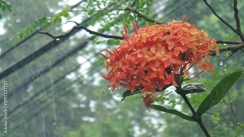 Orange Ixora flowers bloom under the gentle rain in the garden.