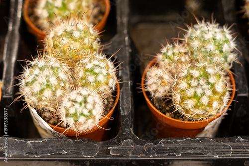 A mix of cactusin the Auchan supermarket. Different types of cacti in pots