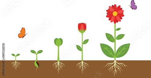 Plant growth lifecycle vector illustration showing seed germination to red flower bloom with roots soil and butterfly nature botanical education design