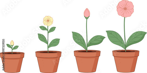 Flower growth stage vector illustration showing four steps from seedling to full bloom in terracotta pot botanical plant lifecycle nature design collection