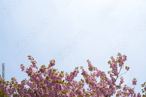 Pink Double Cherry Blossoms Against Clear Spring Sky