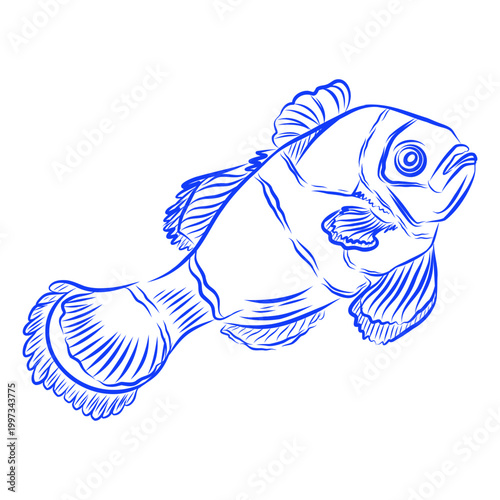 Vector hand drawn sketch of a beautiful fish, sea creature, blue line art on a white background