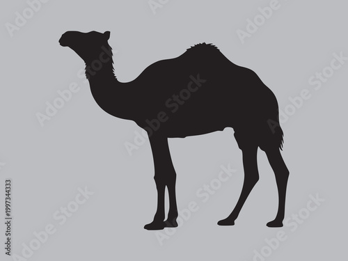 Dromedary camel silhouette isolated on grey background