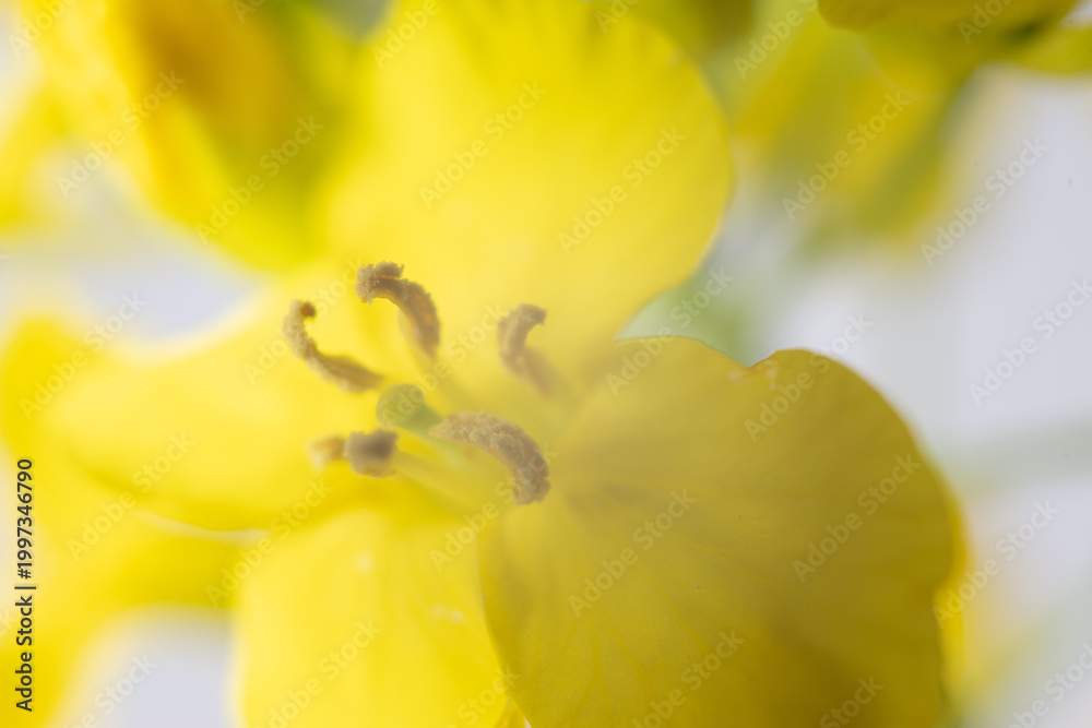 Fototapeta premium blume gelb nah makro pflanze