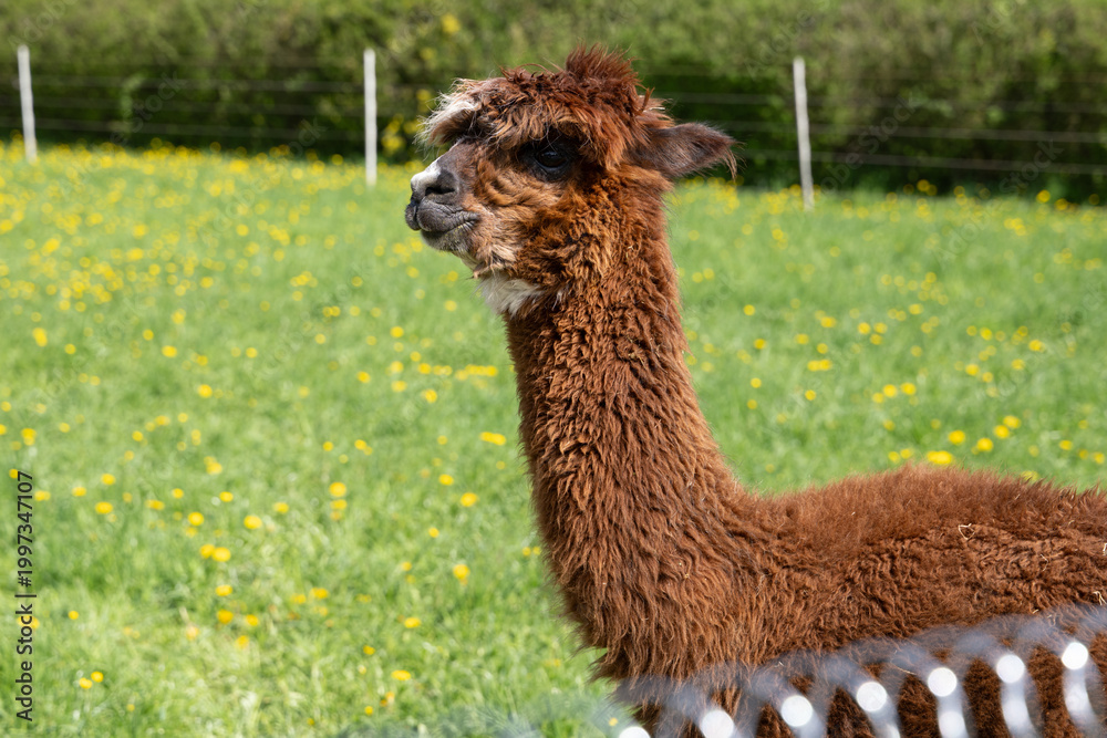 Fototapeta premium alpaka tier natur lama