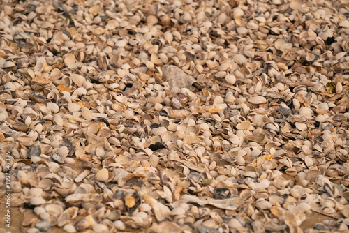 Canvastavla Shell-covered beach surface natural coastal pattern