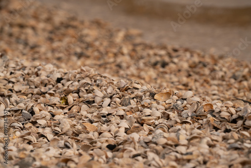Obraz na płótnie Pebble and shell covered beach surface natural texture