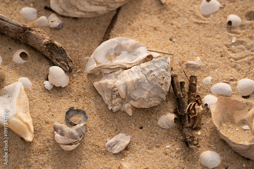 Foto Seashells and natural debris on sandy beach texture