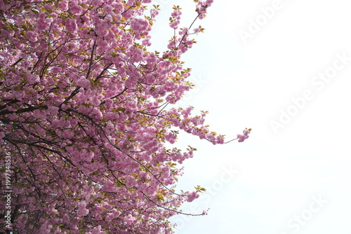 Pink Double Cherry Blossom Branches with Bright Copy Space