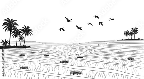 Rice Paddy Field with Palm Trees.