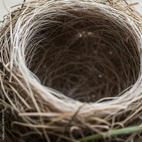 An empty bird's nest, meticulously woven from dried twigs and grass, is captured in close-up, highlighting nature's intricate design.