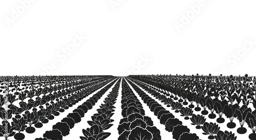 Rows of harvested hay bales field.