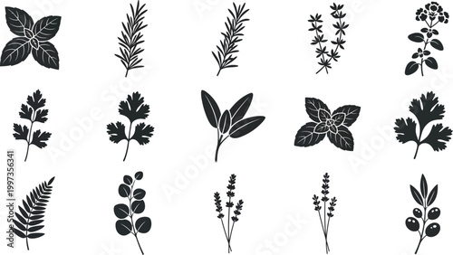 Collection of black silhouette of various herbs and plants on a white background, basil rosemary