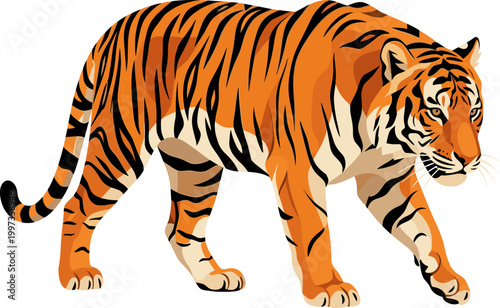 Striped tiger stalking forward in a low hunting position