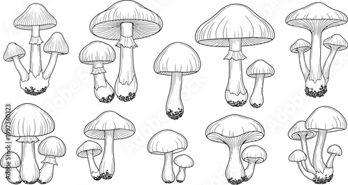 Collection of hand-drawn black and white mushroom various shapes and sizes fungi nature forest woodland