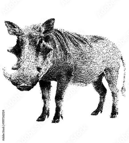Foto Common warthog stipple art illustration isolated on white background with clippi