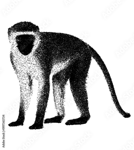 Canvas Print Vervet Monkey Standing in Detailed Stipple Art Style Illustration Isolated on Wh
