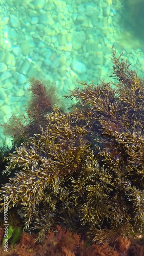 Green-brown seaweed growing healthily on pebbles and rocks with vibrant clear turquoise-colored ocean water above, creating a serene and natural marine ecosystem