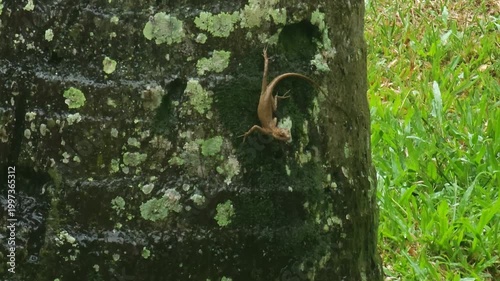 A small brown lizard clings to a mossy tree trunk.