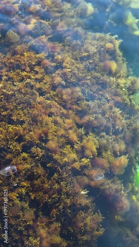 Seaweed beds thriving beneath the surface, creating an intricate underwater forest that supports diverse marine life and contributes to a healthy aquatic environment