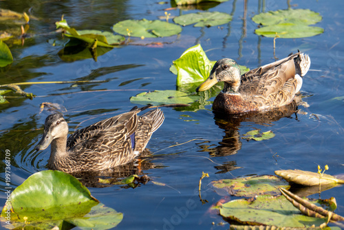 Slika na platnu lakeside wildlife - ducks in the pond