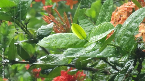 Wet green leaves with raindrops amidst blurred orange flowers.