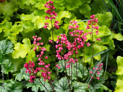 A group of Coral Bells, Heuchera Sanguinea, blooming with pink flowers, green foliage on a background, closeup