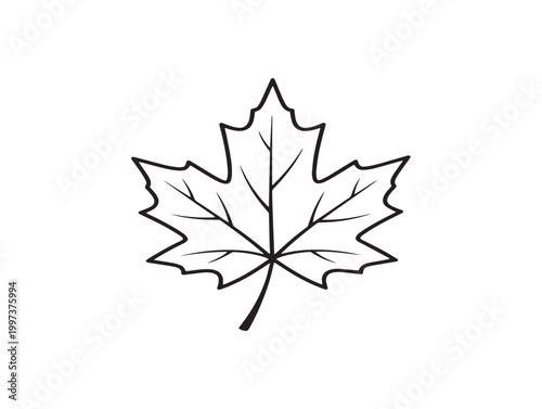Elegant black and white sketch of a maple leaf a symbol of autumn and canada