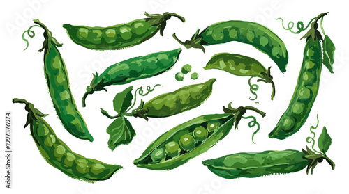 Fresh green pea pods with peas inside and scattered, isolated on white background, healthy food concept, organic vegetables, natural ingredients for cooking