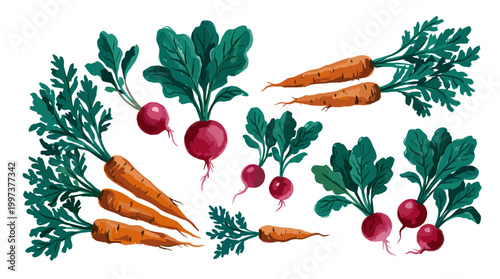Freshly harvested root vegetables including carrots and radishes with green leaves on a white background