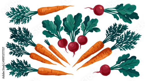 Freshly harvested carrots and radishes arranged in a decorative pattern on a white background, showcasing vibrant colors and healthy root vegetables for culinary use.
