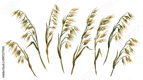 Watercolor illustration of oat stalks with delicate grains swaying gently in the breeze, capturing the essence of natural harvest and organic growth
