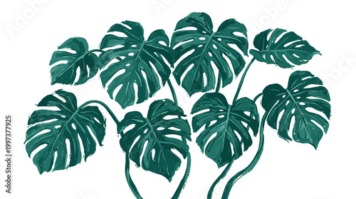 Vibrant green monstera deliciosa plant with large fenestrated leaves and climbing vines isolated on a white background, a popular houseplant for home decor