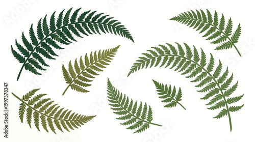 Collection of various green fern leaves in different sizes and shades of green, isolated on a white background, representing nature and botany