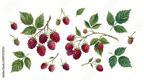 Watercolor illustration of ripe red raspberries on branches with green leaves, isolated on white background, fresh organic berries for healthy eating and summer desserts