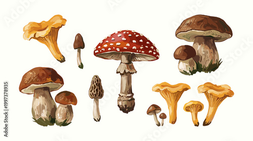 Watercolor illustration of various edible and poisonous mushrooms including chanterelle morel and fly agaric on a white background
