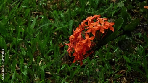 An orange Ixora flower bunch is seen from above against grass.