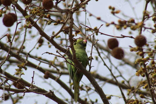 Rose-ringed parakeet (Psittacula krameri) feeding on tree branches, green parrot in natural habitat, urban wildlife bird eating seeds.